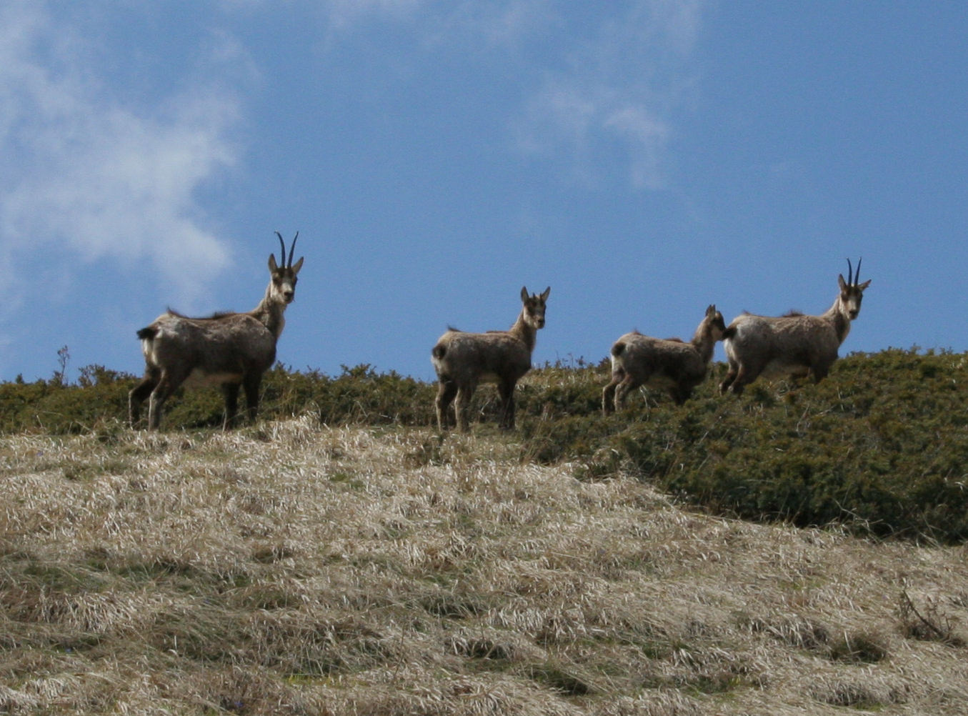 Camoscio d''Abruzzo Rupicapra pyrenaica ornata